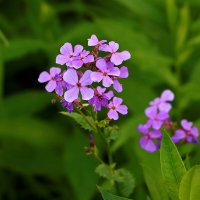 Вечерница (гесперис) :: Светлана 