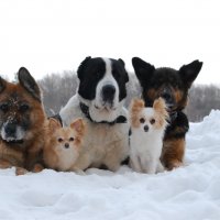 Моя ОСГ(объединённая собачья группировка) :: Рудаков Сергей 