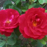 Алые :: Наталья 