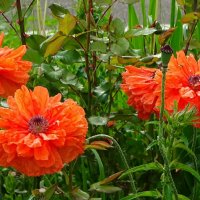 Маки на городской клумбе. :: Милешкин Владимир Алексеевич 