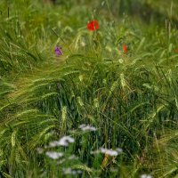 предчувствие августа :: Всеволод предчувствие августа :: Всеволод