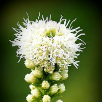 природа шутит :: Олег Лукьянов