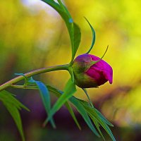 Июнь...Зацветает в тайге марьин корень! :: Владимир 