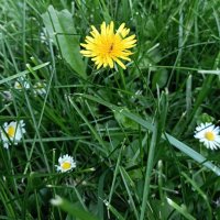 травы,травы... :: Галина R...