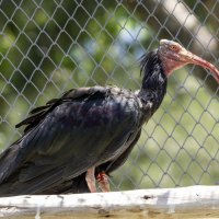 Северный лысый ибис. :: Alexander Amromin