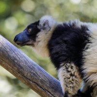 Лемур вари. :: Alexander Amromin Лемур вари. :: Alexander Amromin