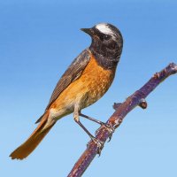 Любопытный. :: Михаил Белоусов