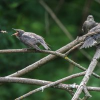 В очереди на кормежку. :: Владимир Безбородов