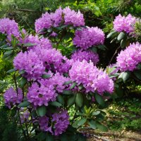 Рододендроны :: Ольга 