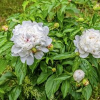 Расцвели пионы :: Валерий Иванович