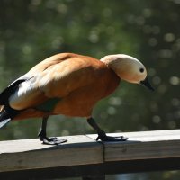 Москва. Весна в Аптекарском... :: Наташа *****