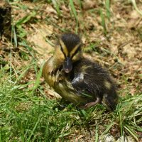 Москва. Утенок в Аптекарском... :: Наташа ***** Москва. Утенок в Аптекарском... :: Наташа *****