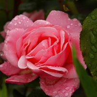 Доброе утро :: Юрий. Шмаков Доброе утро :: Юрий. Шмаков