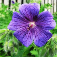 Садовая герань :: Людмила Смородинская