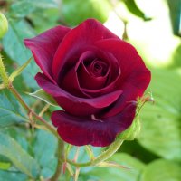 Бархатная роза :: Валентин Семчишин