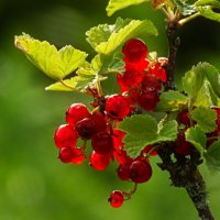 Красная смородина :: Юрий. Шмаков