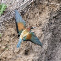 щурки :: юрий макаров