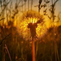 На закате :: Оксана Н.