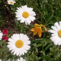 Ромашки :: Елена Семигина