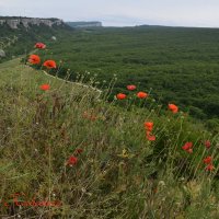 Природа Крыма :: Amazing Cosmea
