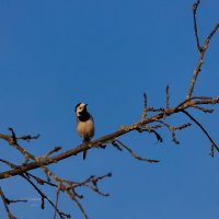 Трясогузка на ветке :: Александр Синдерёв Трясогузка на ветке :: Александр Синдерёв