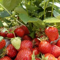 Пришла клубничная пора!... :: Галина Пришла клубничная пора!... :: Галина
