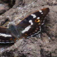 июнь :: Елена Шаламова