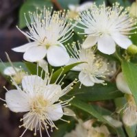 Мирт обыкновенный :: Светлана Хращевская