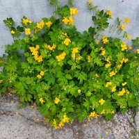 Вот и лето пришло :: Галина Минчук