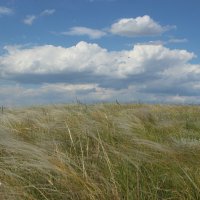 Ковыль. :: Виктор 