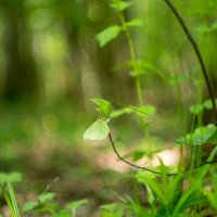 ___ :: Yuriy V ___ :: Yuriy V