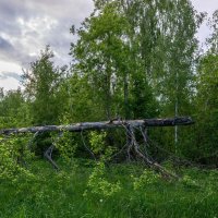 Лес... :: Влад Никишин