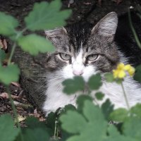 Наблюдатель :: Зоя Мишина