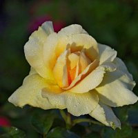 Роза в лучах солнца :: Сергей Швечков