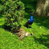 Павлины :: Татьяна Пальчикова Павлины :: Татьяна Пальчикова