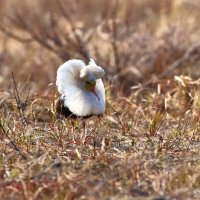 Турухтан :: Игорь Шабалин Турухтан :: Игорь Шабалин