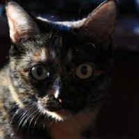 Кошка Клава :: Игорь Волков