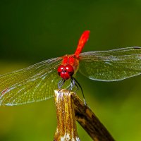 Стрекоза :: Aleksey Afonin