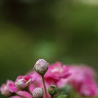 *** :: Яна Горбунова