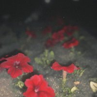 Летний снег :: Евгения Мокшина