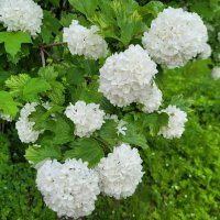 Калина Бульдонеж в цвету :: Вера (makivera)