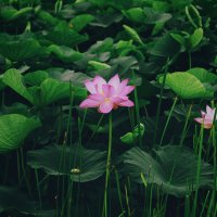 Озеро лотосов :: Эдуард Куклин