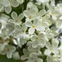 White Lilac | 13 :: Sergey Sonvar