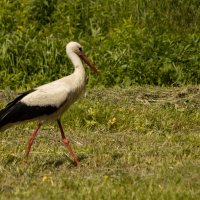 Белорусский аист :: Екатерина Счасная