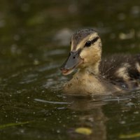 Маленький утенок :: Екатерина Счасная