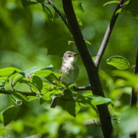 Болотная камышовка. :: Вадим Басов Болотная камышовка. :: Вадим Басов