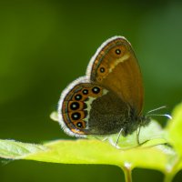 Сенница аркания (лат. Coenonympha arcania) — вид дневных бабочек из семейства Бархатницы :: Вадим Басов
