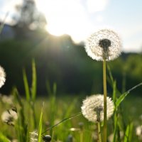 Маленький мир в каждом одуванчике  :: Владислав Левашов