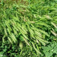 Вчера был сильный ветер... :: Нина Бутко