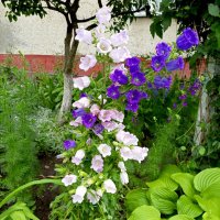 На городском газоне :: Нина Бутко На городском газоне :: Нина Бутко